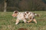 BERGER AUSTRALIEN PUPPIES 736
